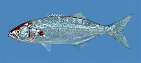 peixe anchova - peixe jundia